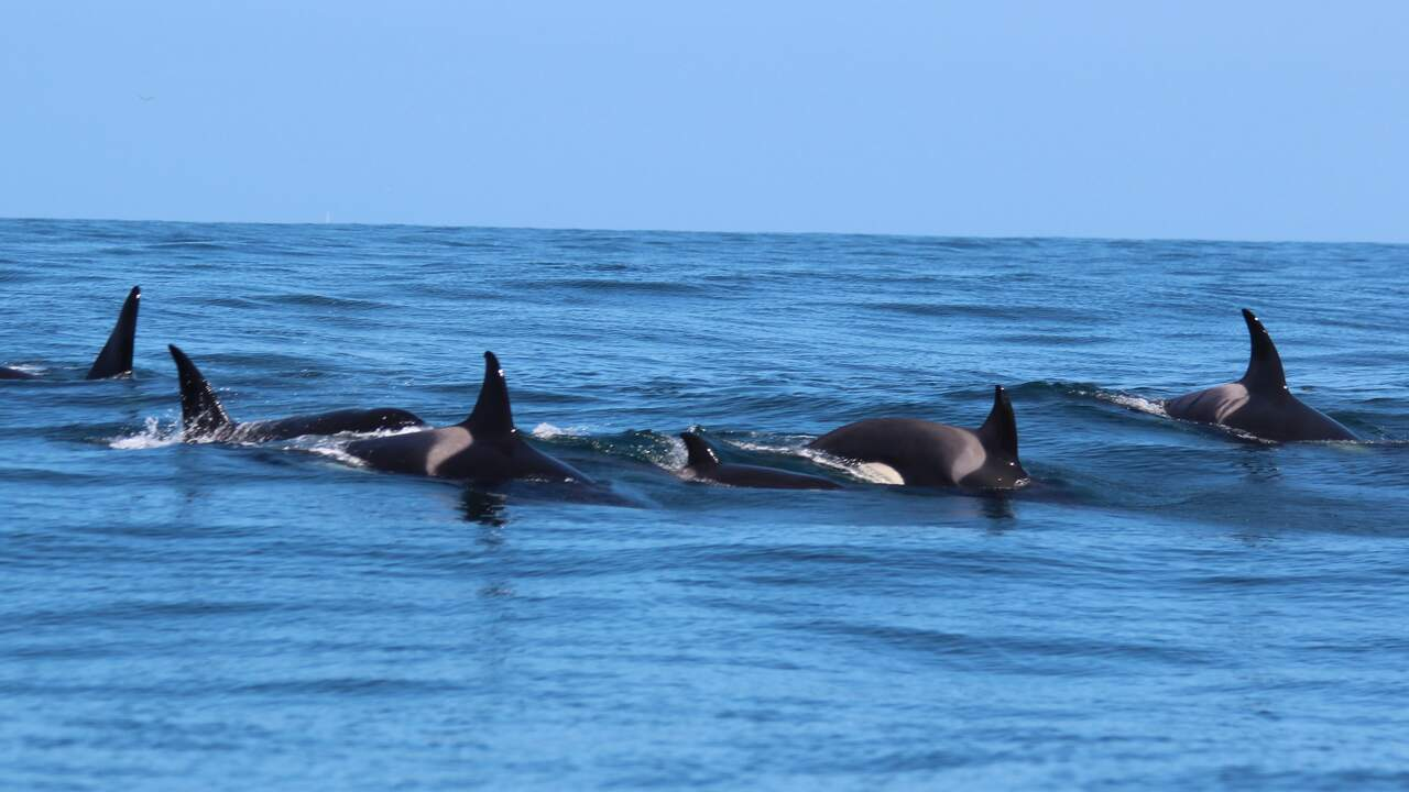 El grupo de orcas, en Galicia. Foto: CEMMA
